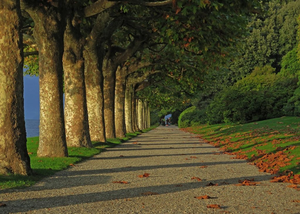 Planter et entretenir un arbre : ce qu’il faut savoir